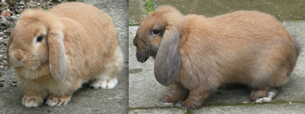 mini lop rabbit and dwarf lop rabbit