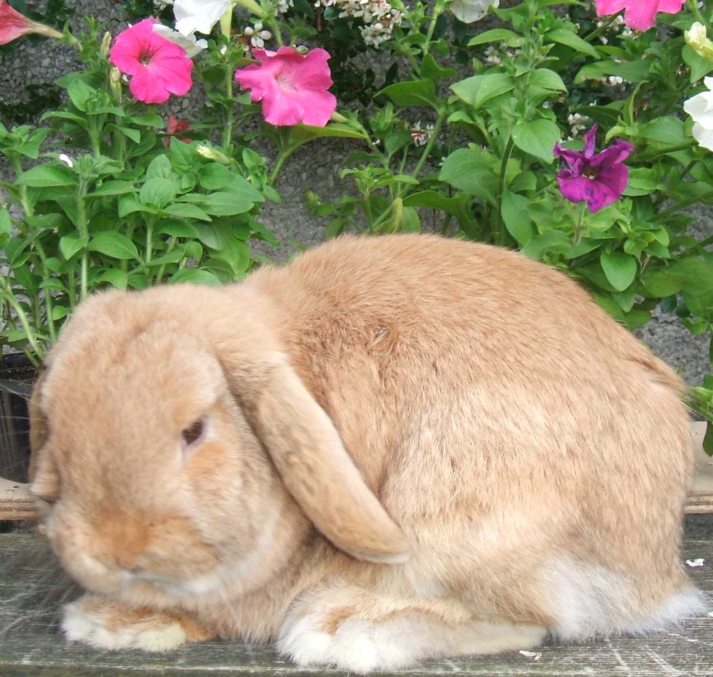 mini lop rabbit and dwarf lop rabbit
