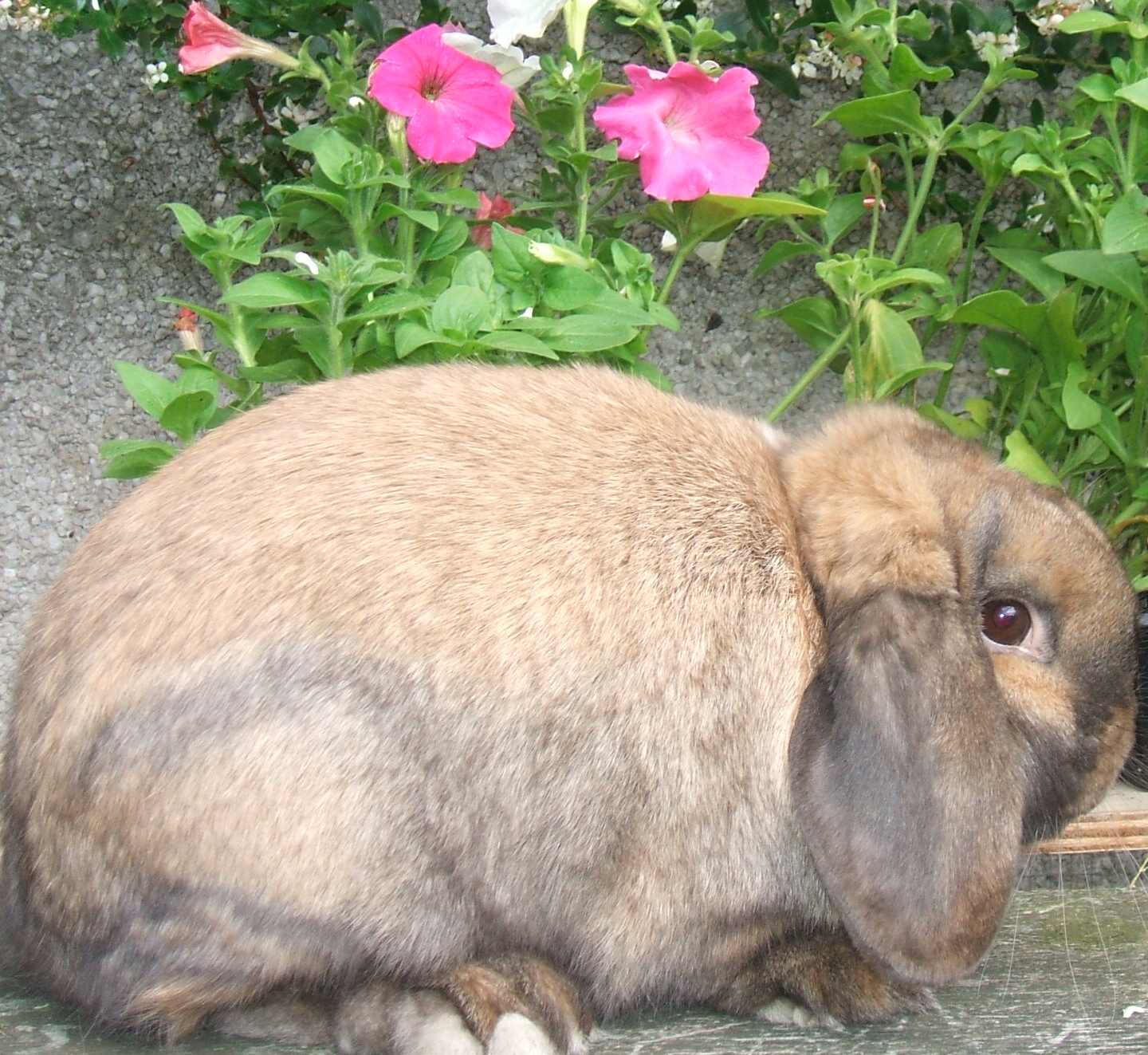 mini lop rabbit and dwarf lop rabbit