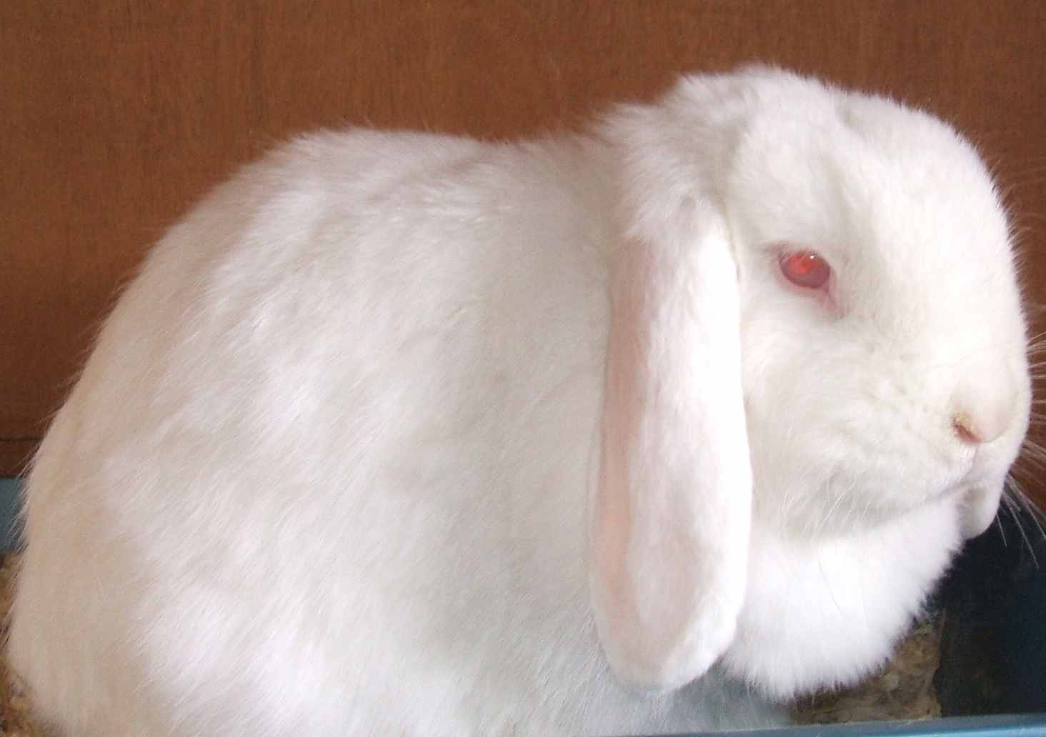 mini lop rabbit and dwarf lop rabbit