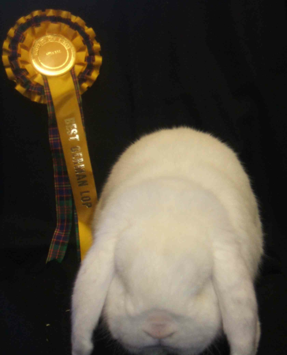 mini lop rabbit, dwarf lop rabbit and German lop rabbit