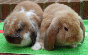 mini lop rabbit and dwarf lop rabbit
