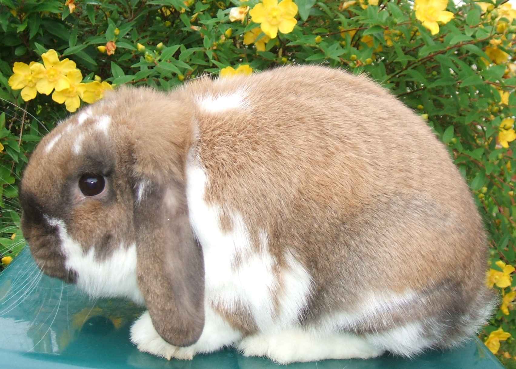 mini lop rabbit and dwarf lop rabbit