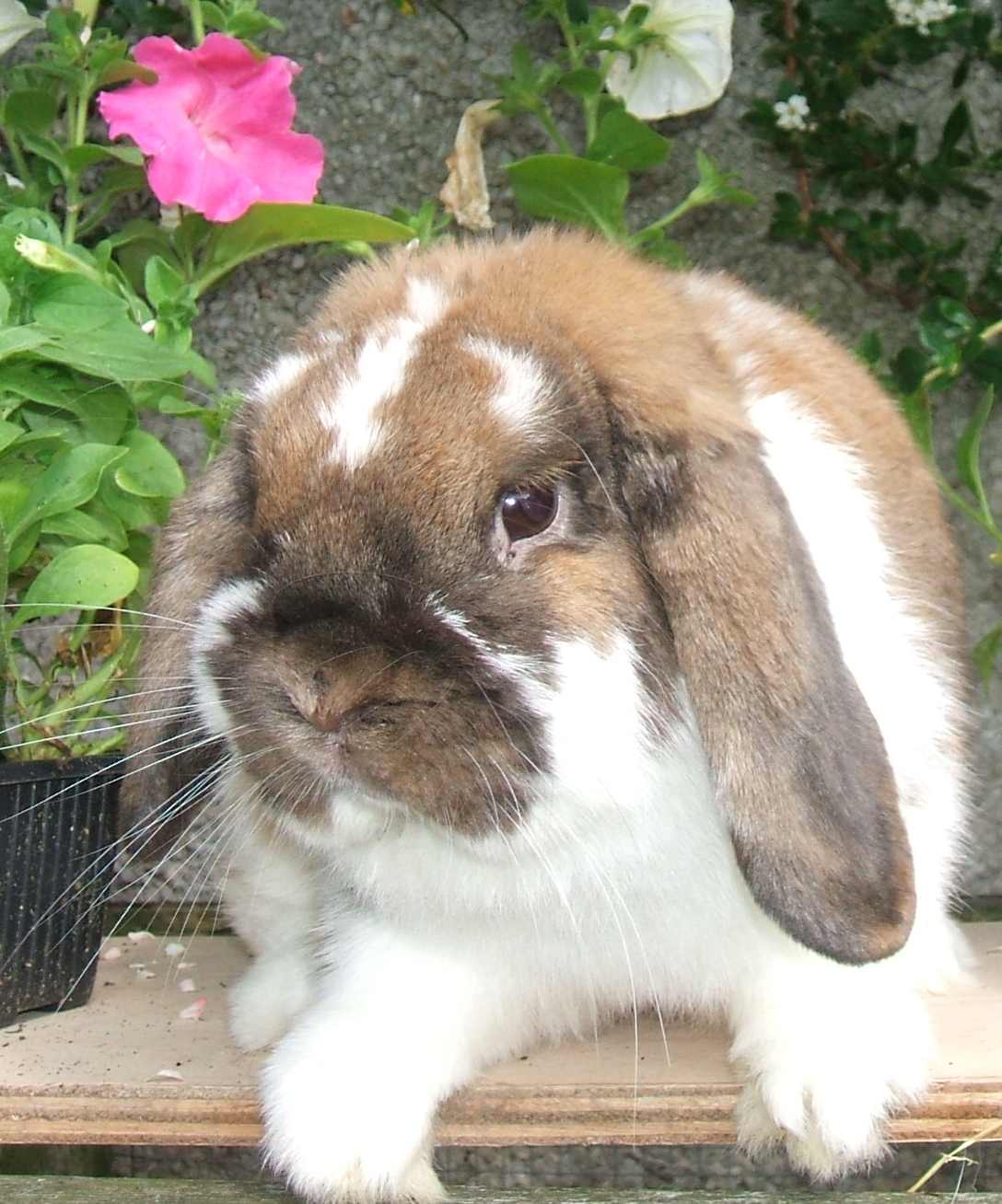 mini lop rabbit and dwarf lop rabbit