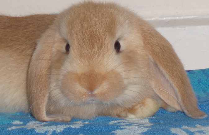 mini lop rabbit and dwarf lop rabbit
