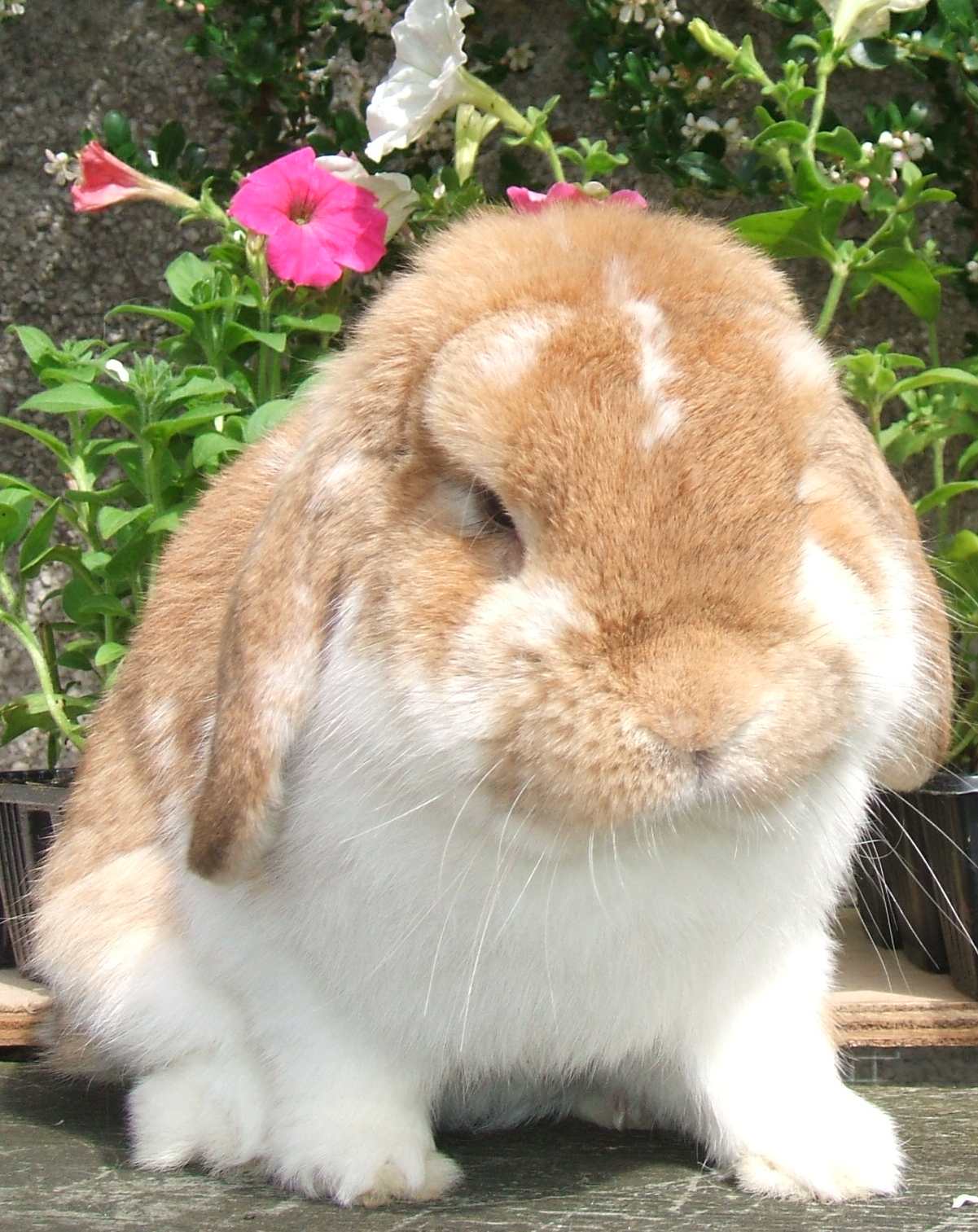 mini lop rabbit and dwarf lop rabbit