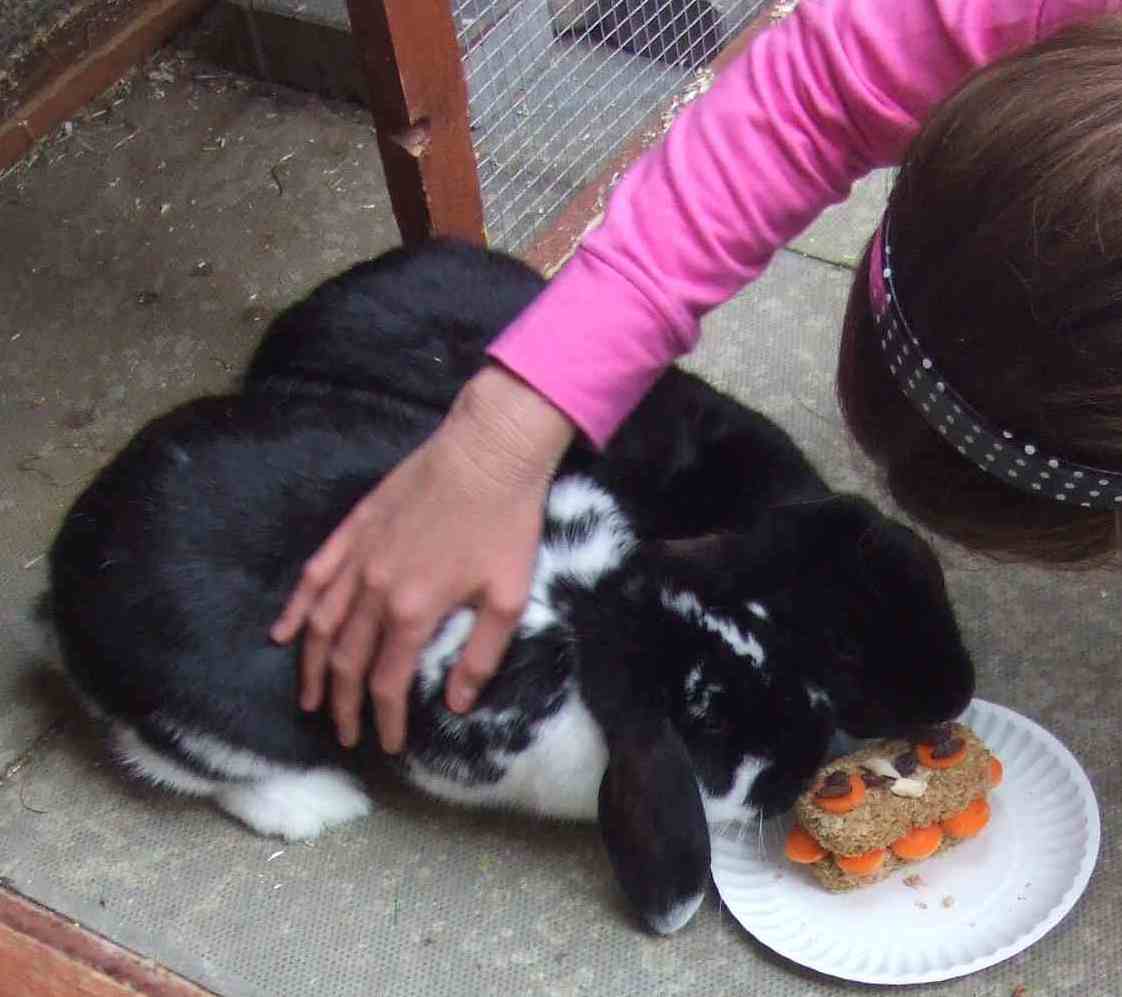 mini lop rabbit and dwarf lop rabbit
