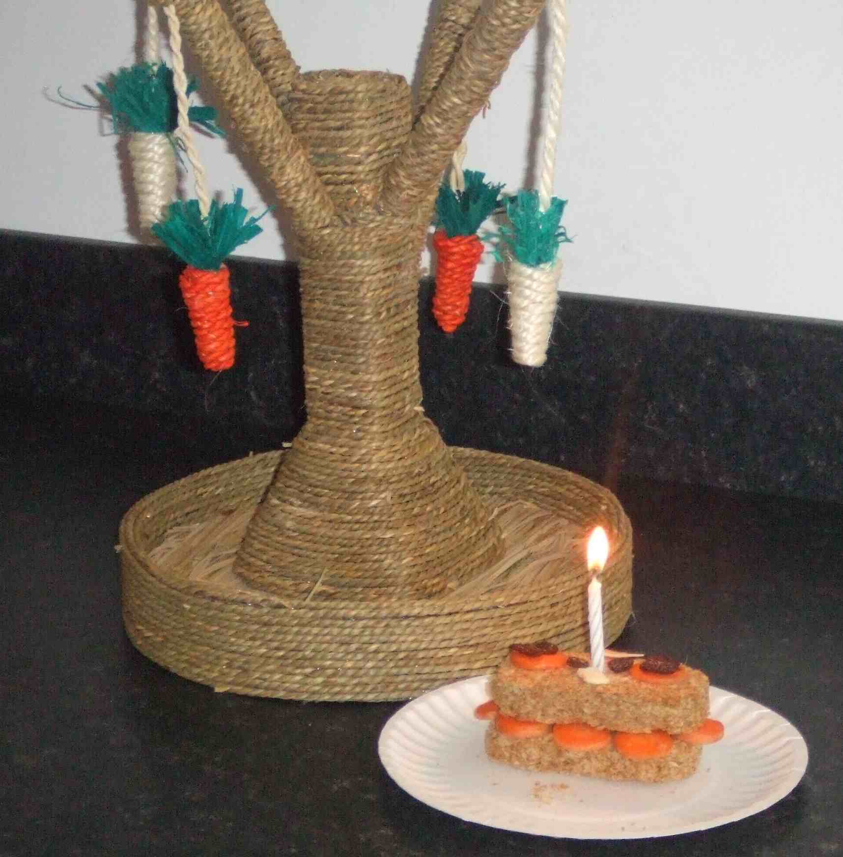 mini lop rabbit and dwarf lop rabbit