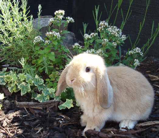 mini lop rabbit and dwarf lop rabbit