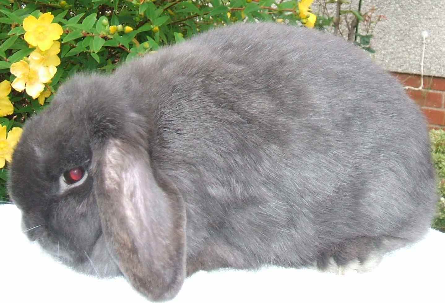 mini lop rabbit and dwarf lop rabbit