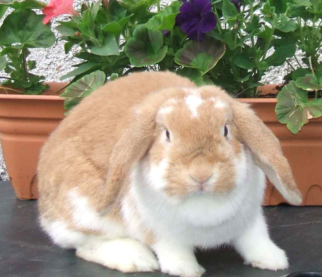 mini lop rabbit and dwarf lop rabbit