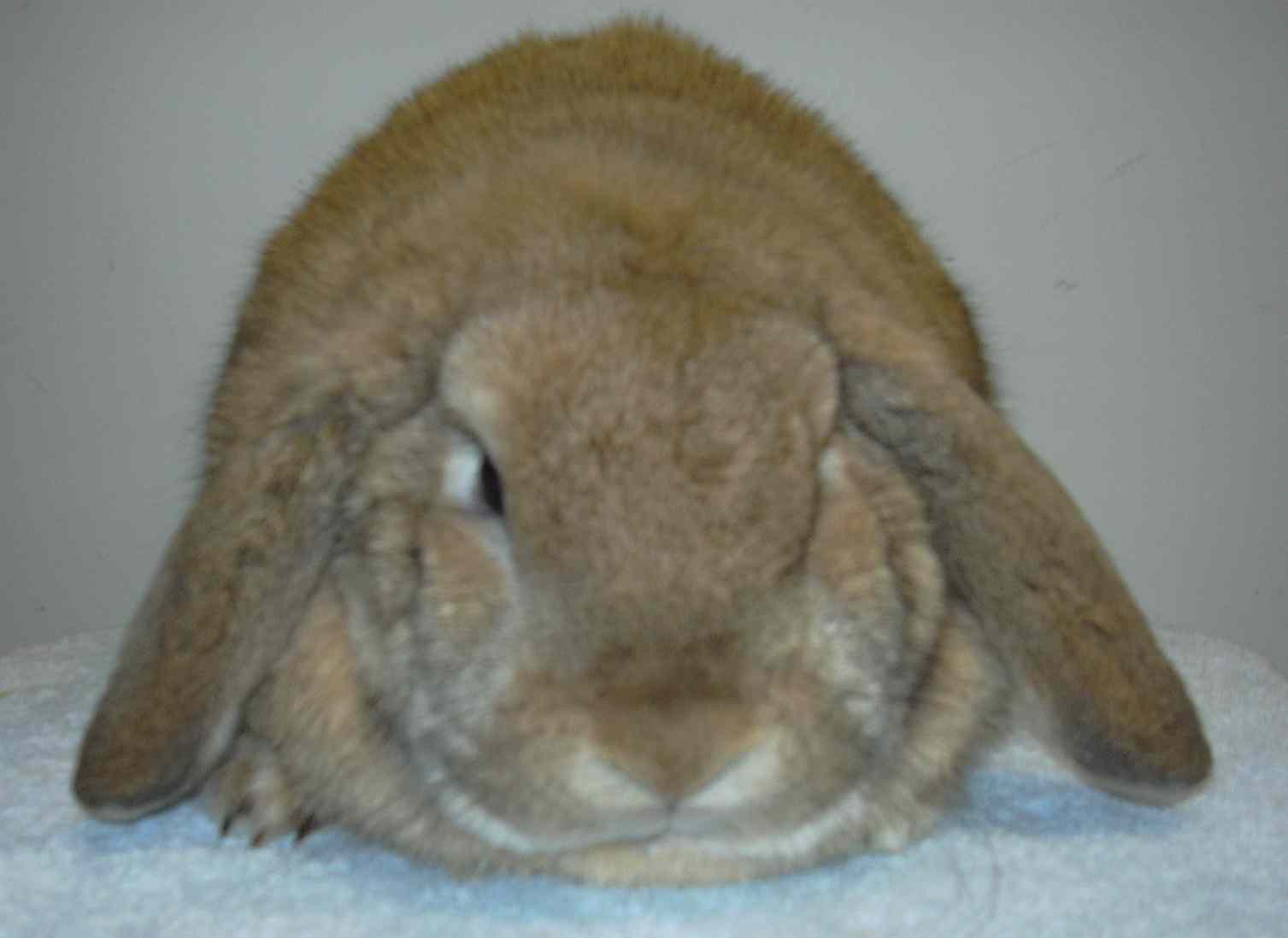mini lop rabbit