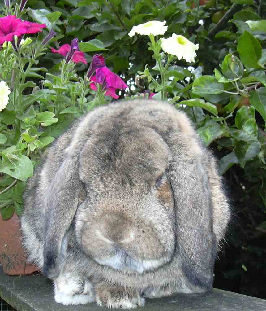 mini lop rabbit, dwarf lop rabbit and German lop rabbit