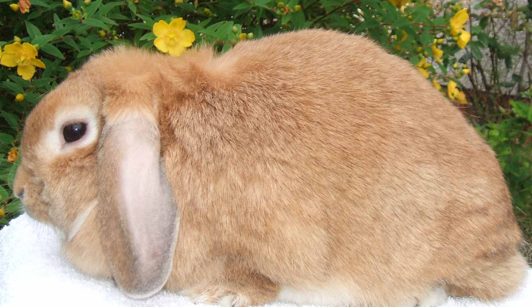 mini lop rabbit and dwarf lop rabbit