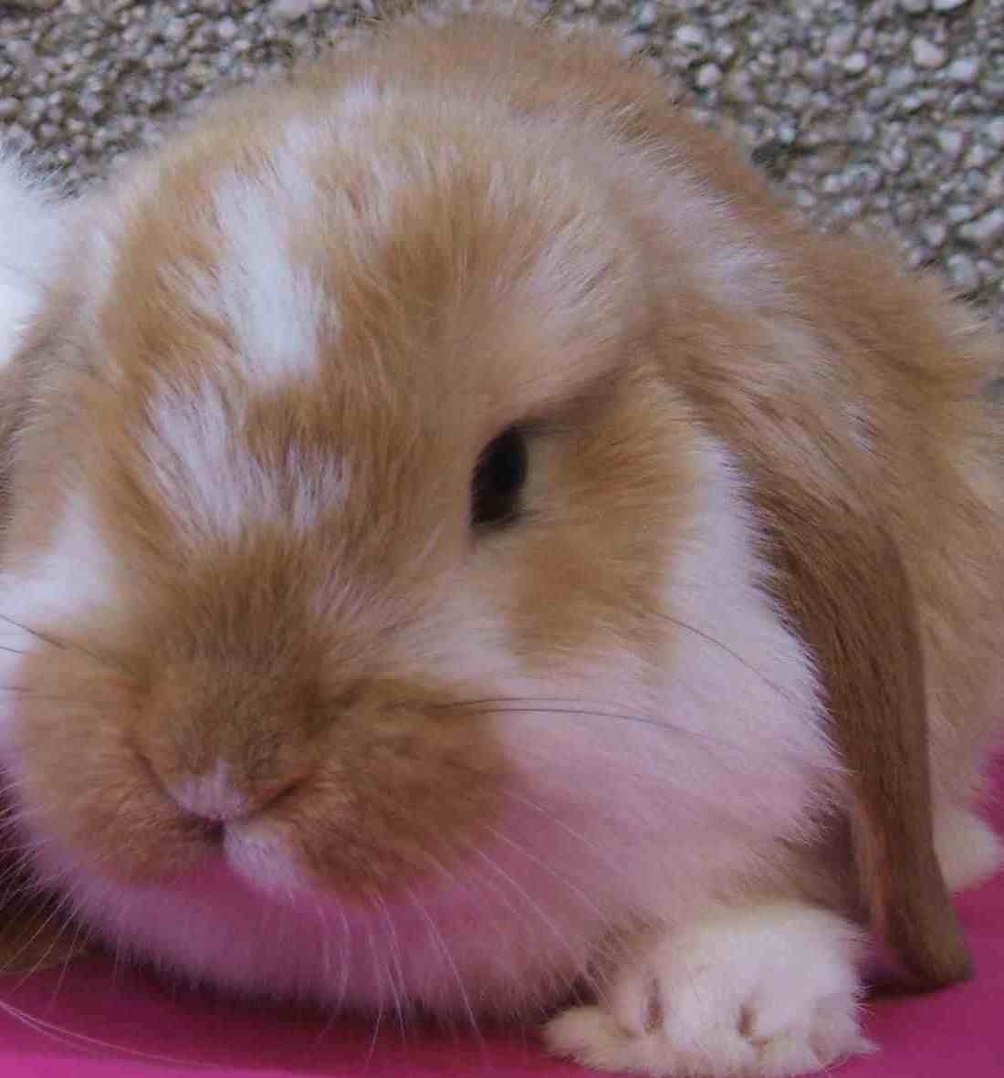 mini lop rabbit and dwarf lop rabbit