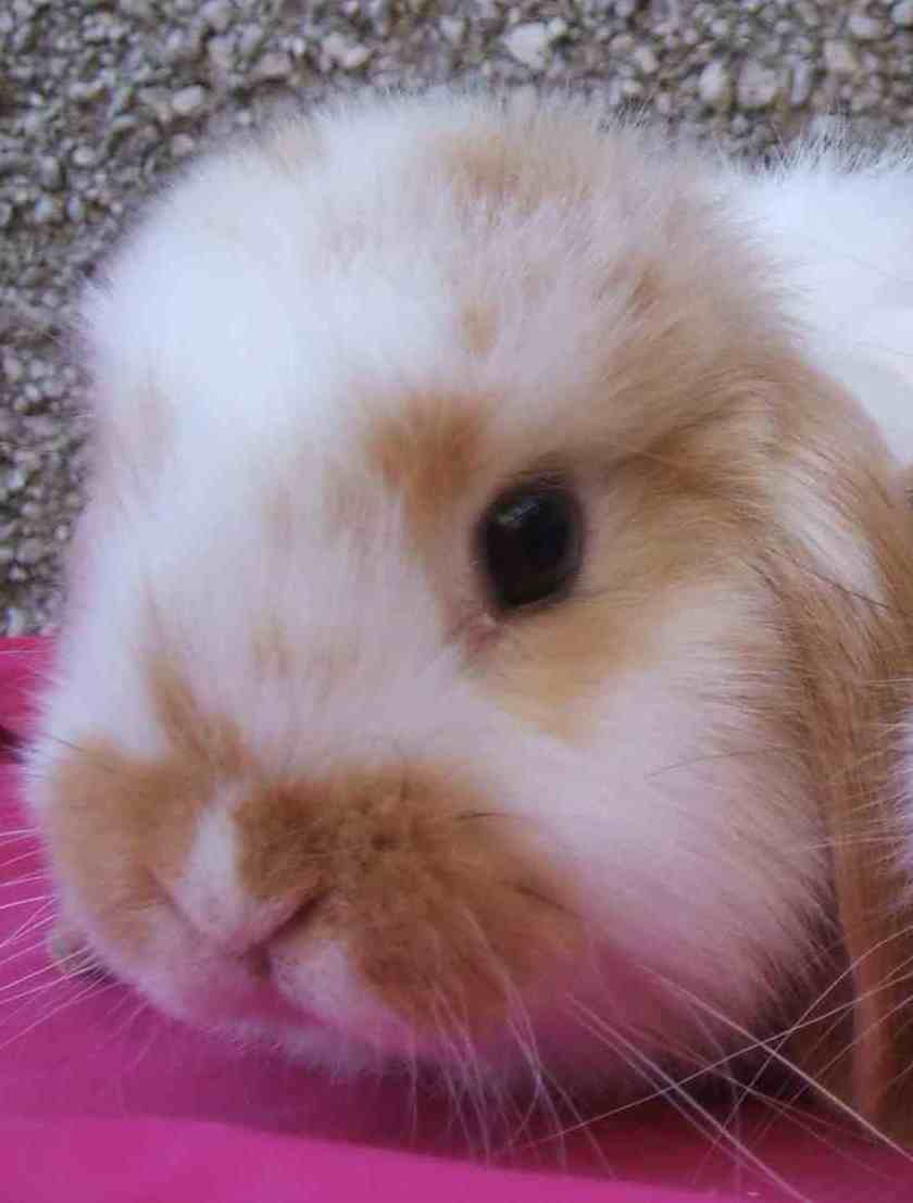 mini lop rabbit and dwarf lop rabbit