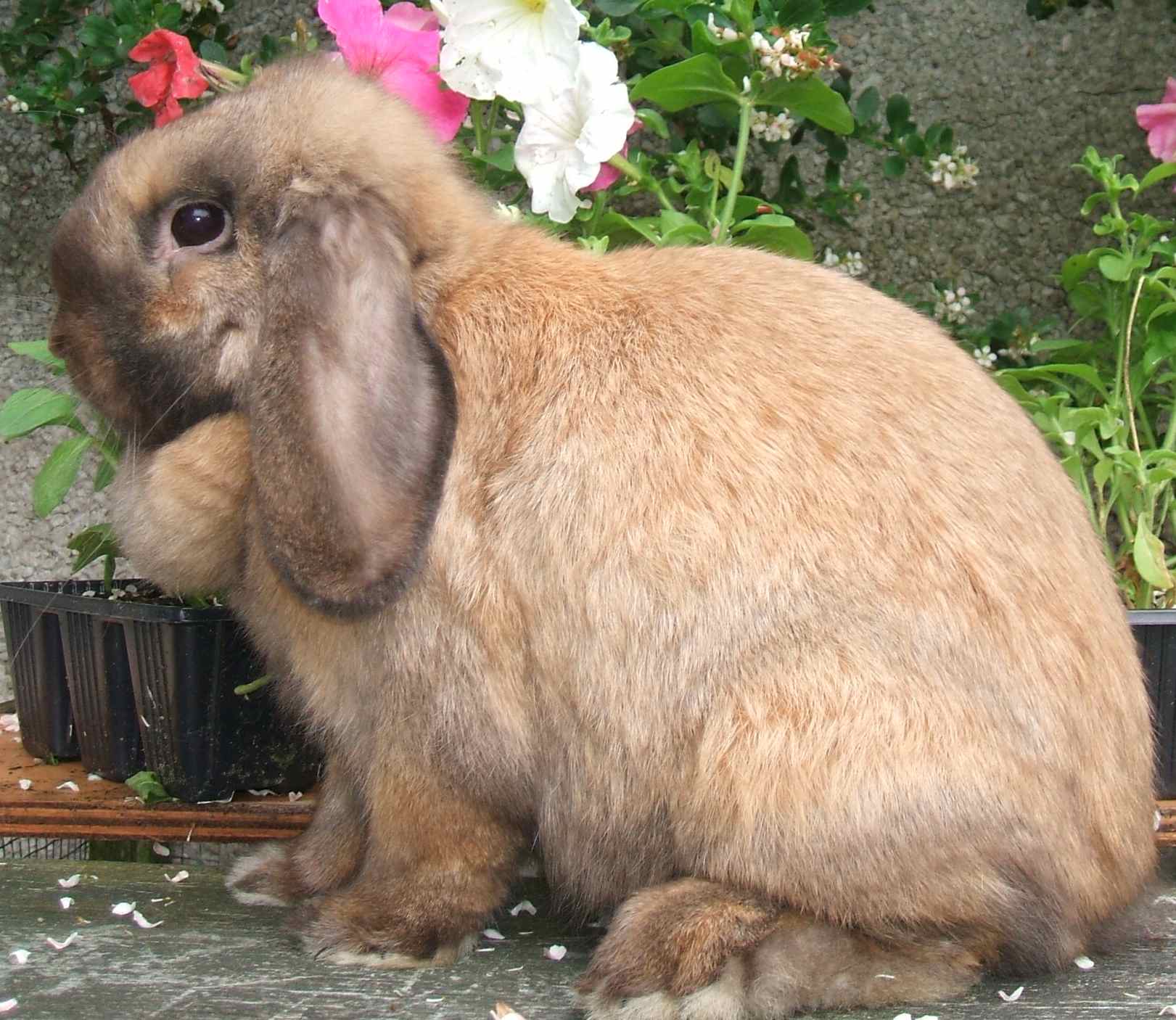 mini lop rabbit and dwarf lop rabbit