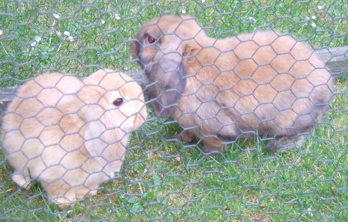 mini lop rabbit and dwarf lop rabbit