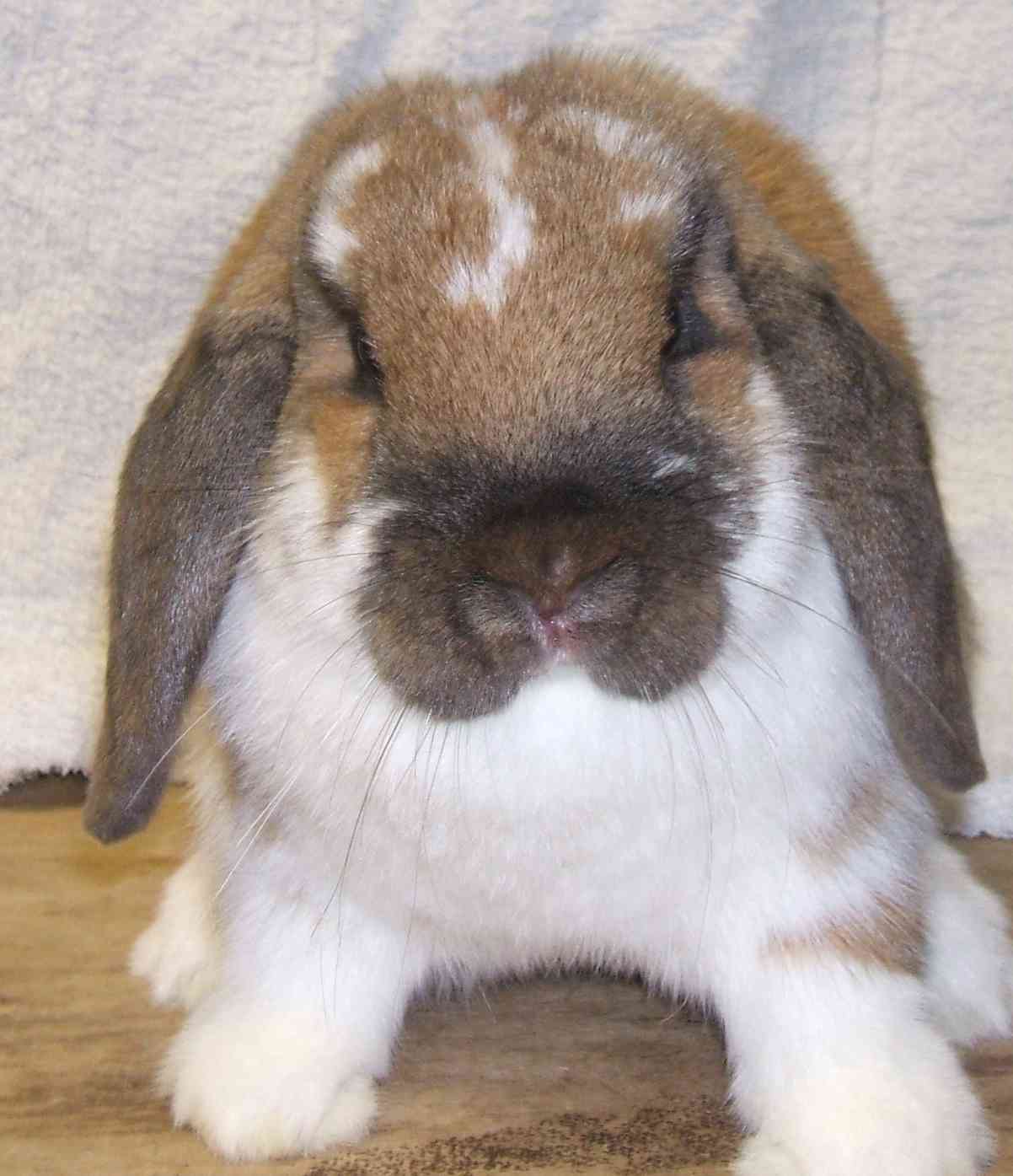 mini lop rabbit and dwarf lop rabbit