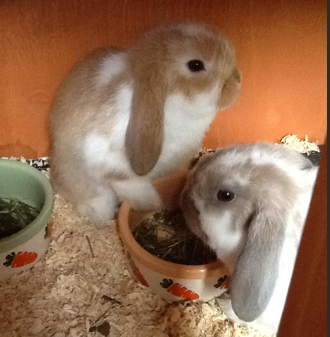 mini lop rabbit and dwarf lop rabbit