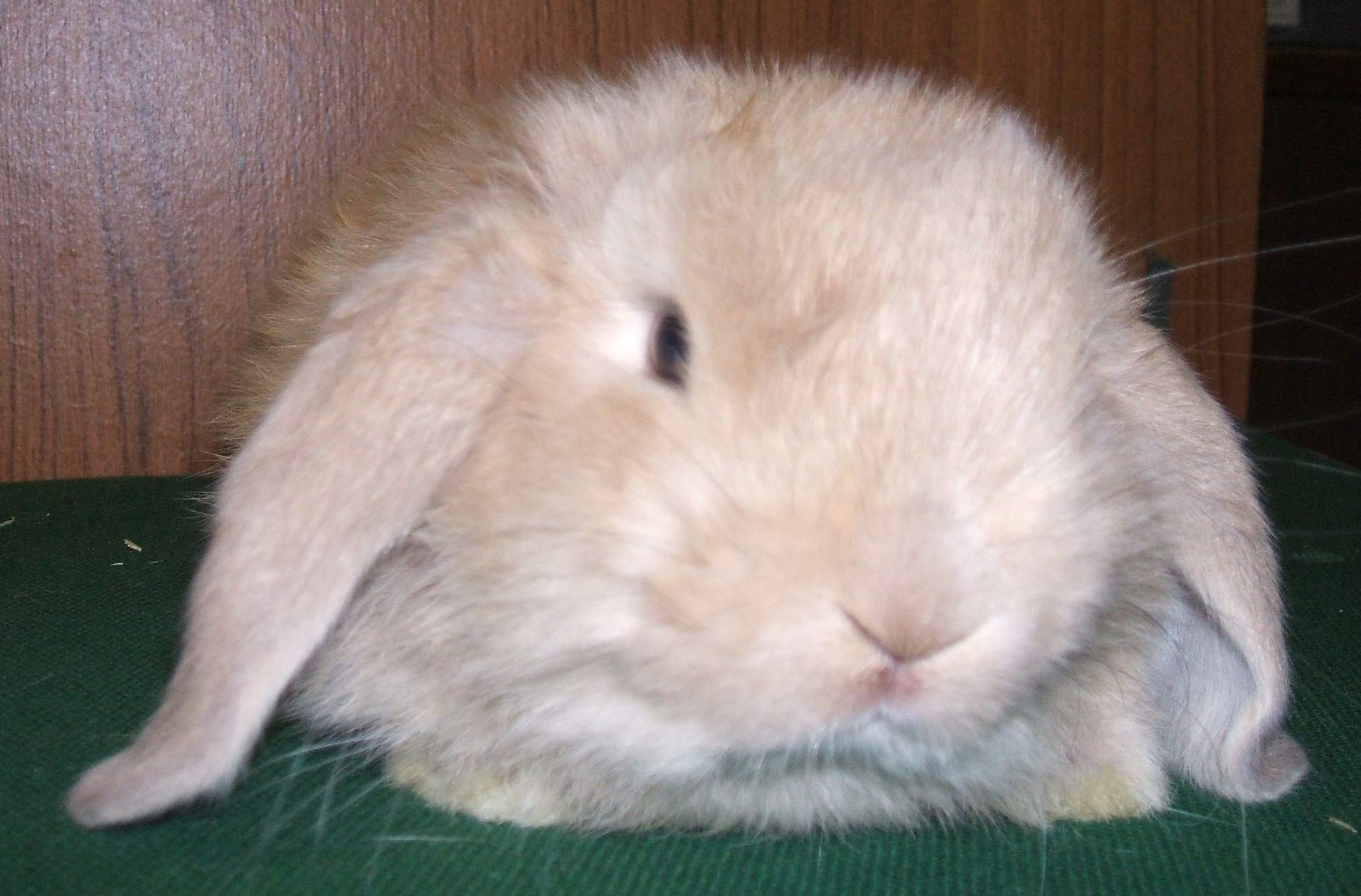 Scottish Dwarf Lops and Mini Lops