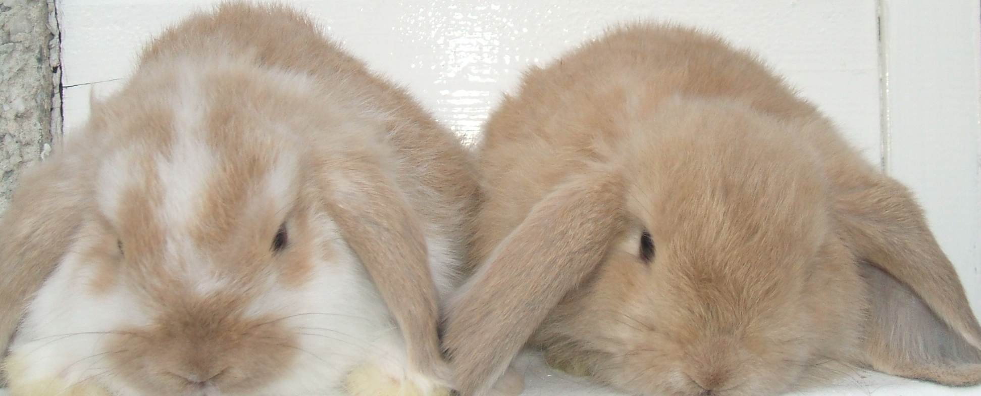 baby mini lop rabbit, baby dwarf lop rabbit, baby German lop rabbit