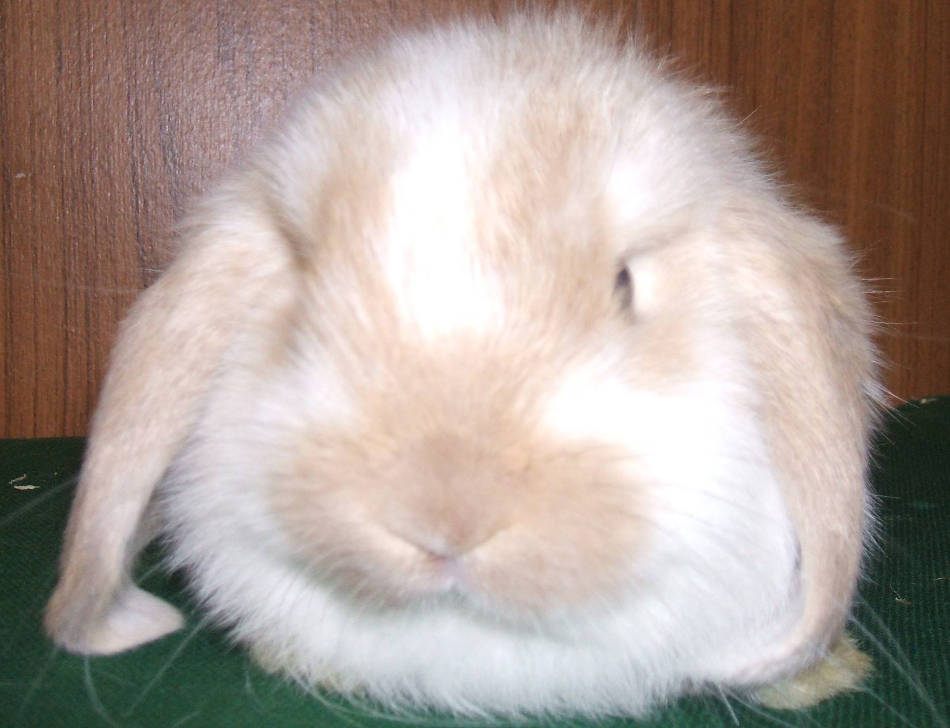 mini lop rabbit and dwarf lop rabbit