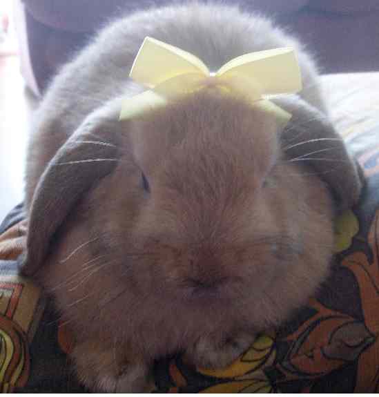 mini lop rabbit and dwarf lop rabbit