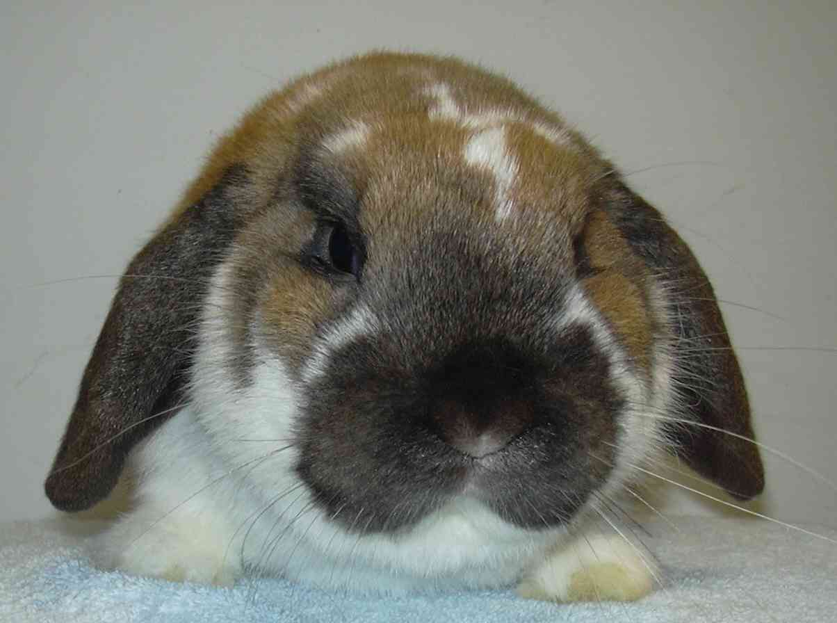 mini lop rabbit