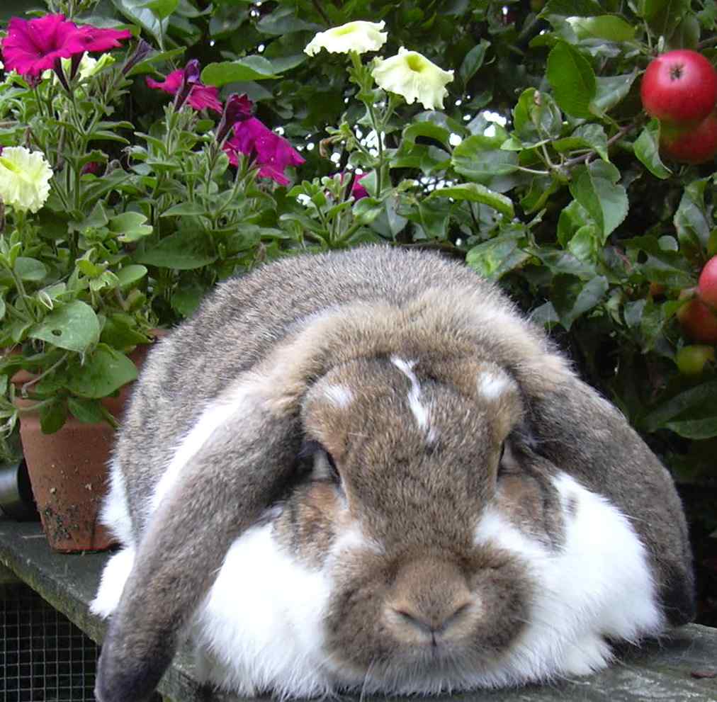 mini lop rabbit, dwarf lop rabbit and German lop rabbit