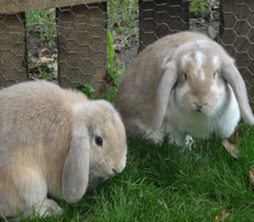 mini lop rabbit and dwarf lop rabbit