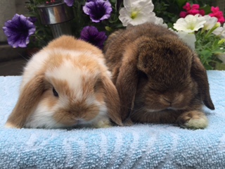 baby mini lop rabbit, baby dwarf lop rabbit, baby German lop rabbit