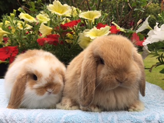baby mini lop rabbit, baby dwarf lop rabbit, baby German lop rabbit