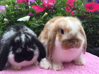 baby mini lop rabbit, baby dwarf lop rabbit, baby German lop rabbit