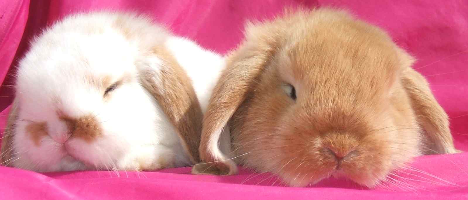 baby mini lop rabbit, baby dwarf lop rabbit, baby German lop rabbit