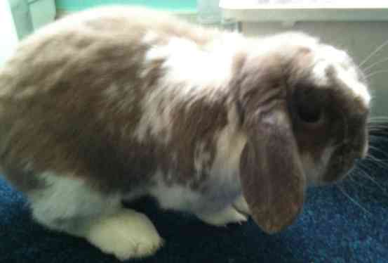 mini lop rabbit