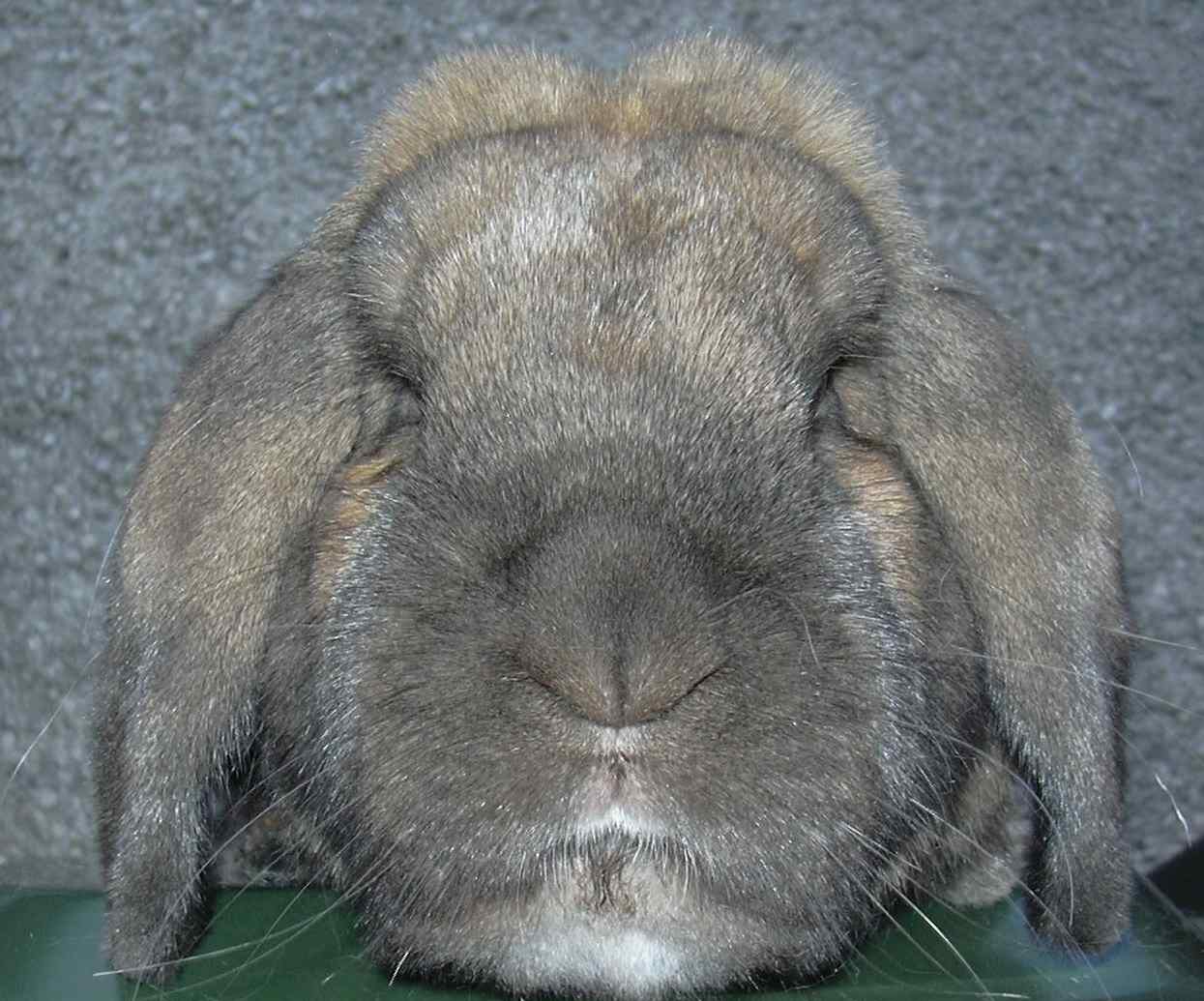 mini lop rabbit, dwarf lop rabbit and German lop rabbit