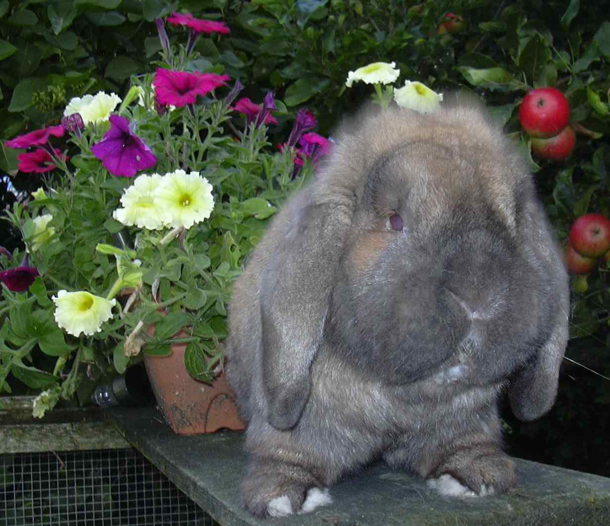 mini lop rabbit, dwarf lop rabbit and German lop rabbit