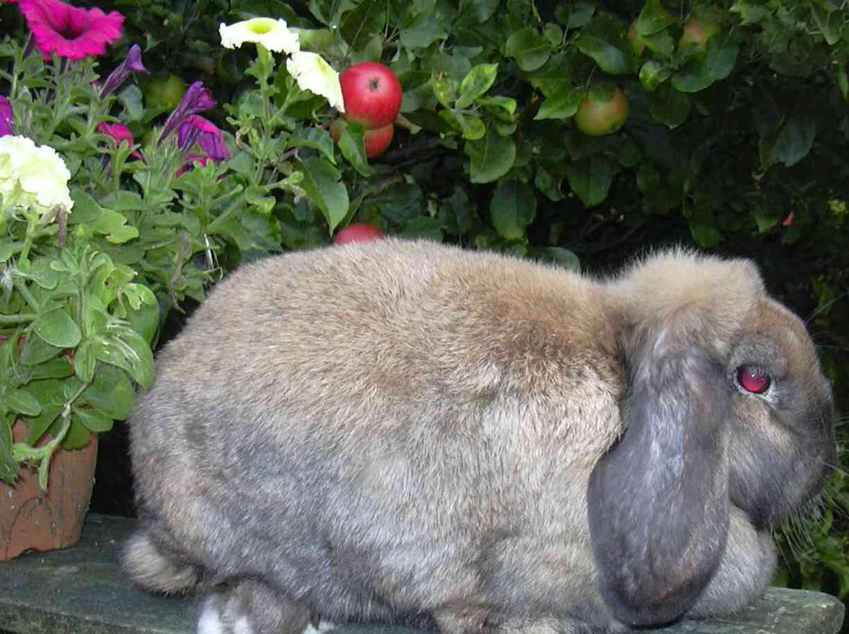 mini lop rabbit, dwarf lop rabbit and German lop rabbit