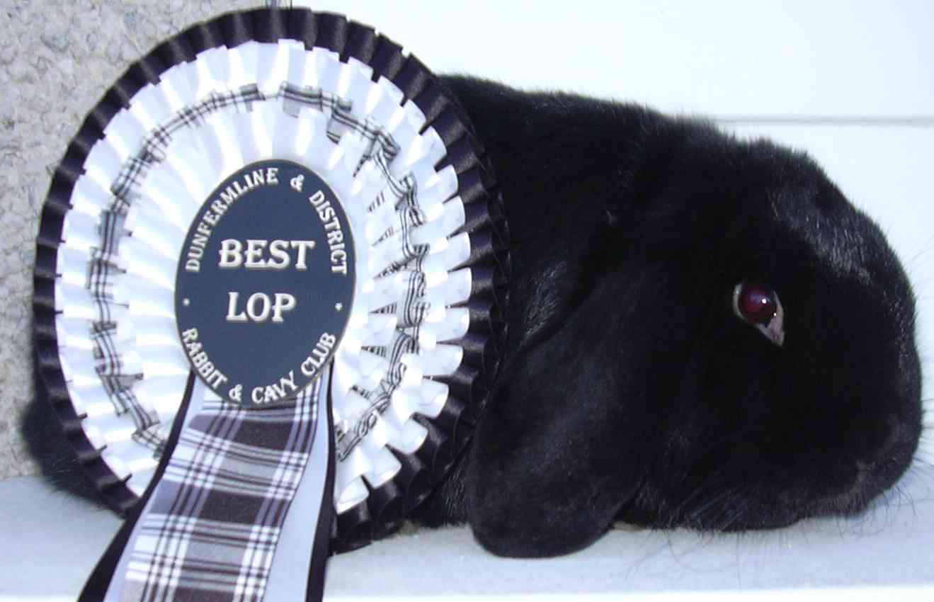 mini lop rabbit and dwarf lop rabbit