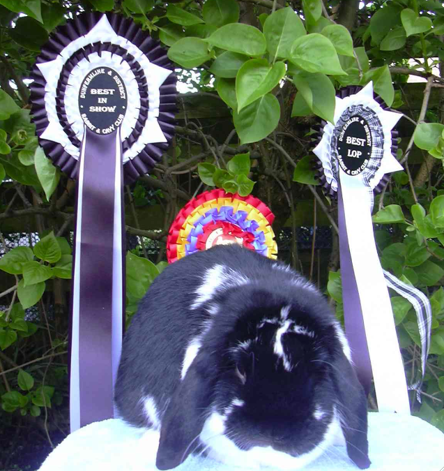 mini lop rabbit and dwarf lop rabbit