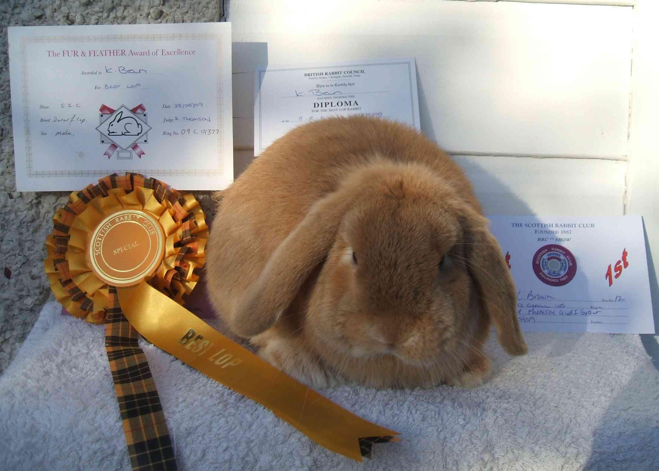 mini lop rabbit and dwarf lop rabbit