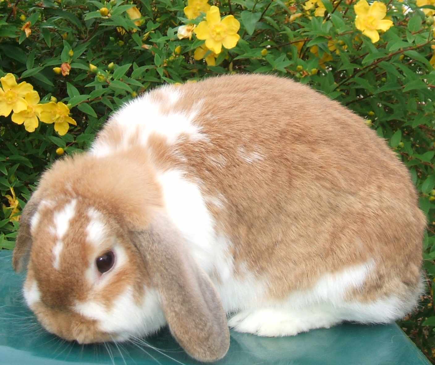 mini lop rabbit and dwarf lop rabbit