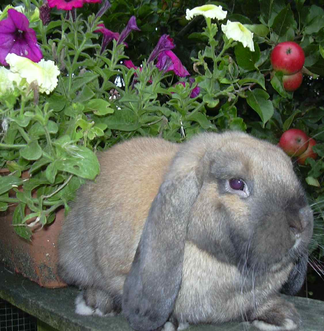 mini lop rabbit, dwarf lop rabbit and German lop rabbit